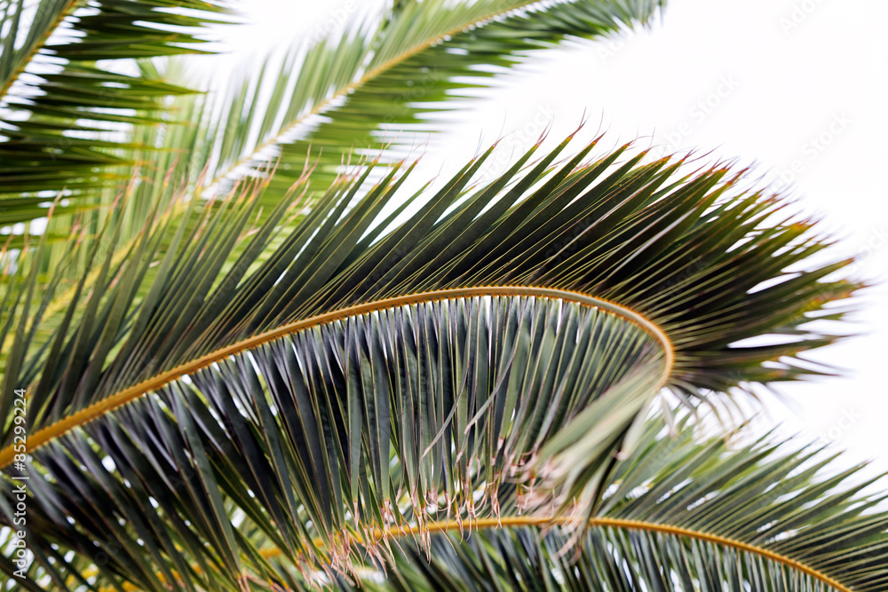 Palm tree detail Palm tree detail