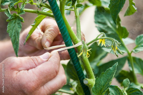 Ligature pied de tomate