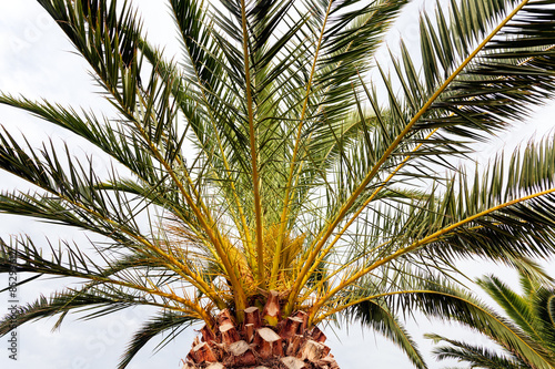 Palm tree detail