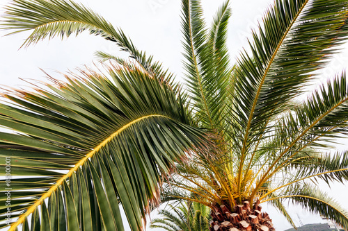 Palm tree detail