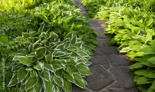 stone stairs within green leaves of hosta photo