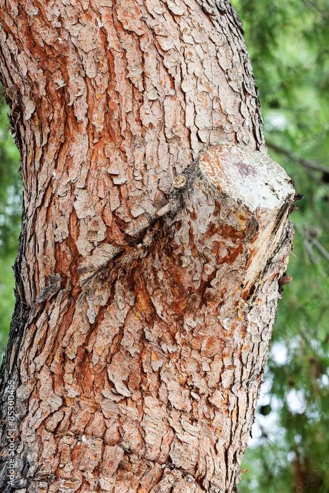 Obraz premium tree bark