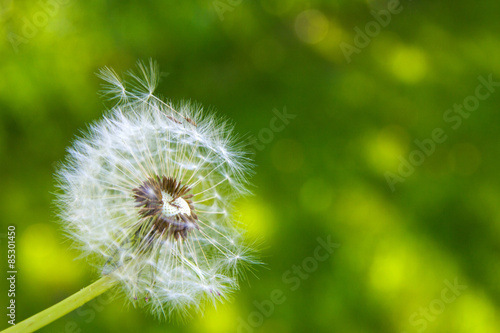 Fototapeta Naklejka Na Ścianę i Meble -  dandelion on the green grass background
