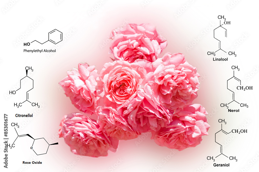 Obraz premium Rose aromate. The chemical components of the smell. Aromatic oil.
