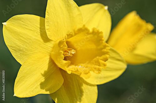 Narcissus flowers in garden