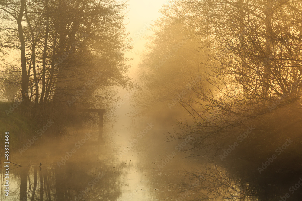 Sunlight shining through the trees along a canal on a foggy, spring morning. Sunlight shining through the trees along a canal on a foggy, spring morning.