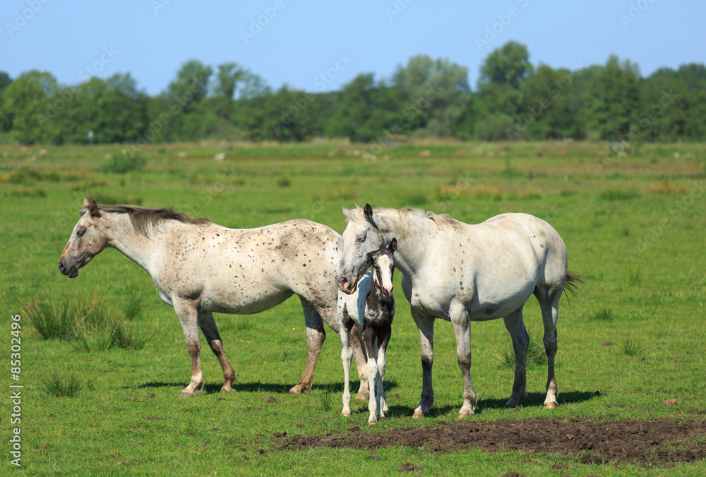 Obraz premium Horses and colt in a green meadow in summer.