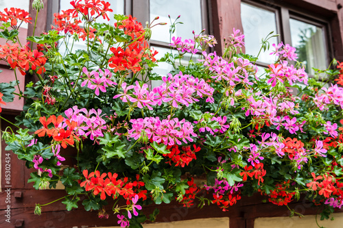 Blumenpracht am Fenster   © Animaflora PicsStock