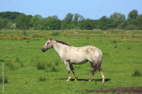 Horse in a green meadow in summer.