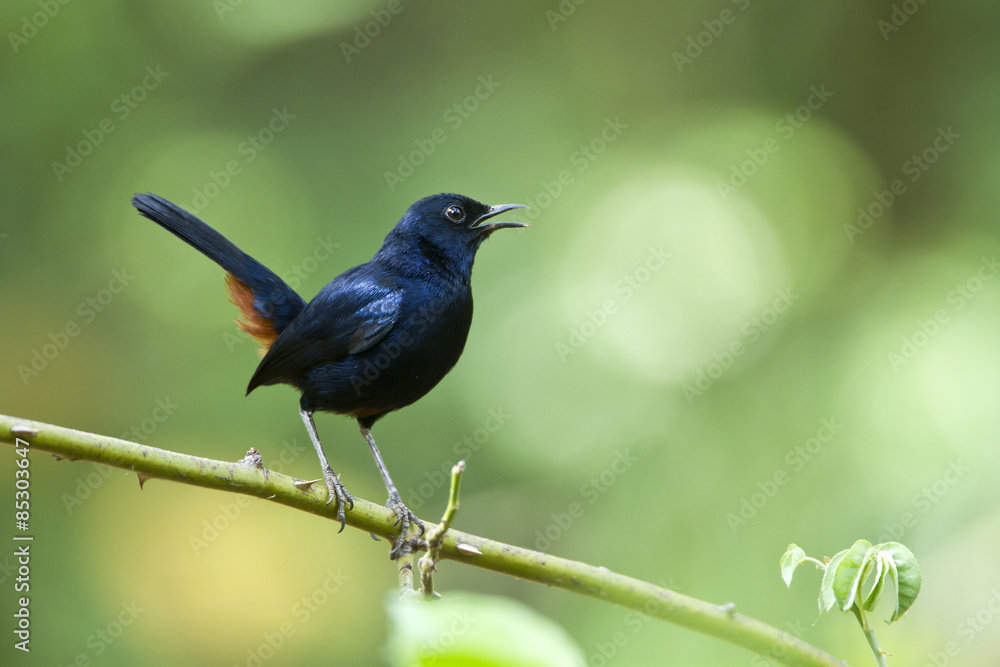 Indian robin bird in Minnerya, Sri Lanka