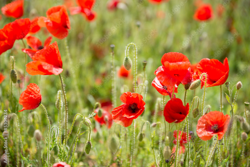 Fototapeta premium Poppy Background
