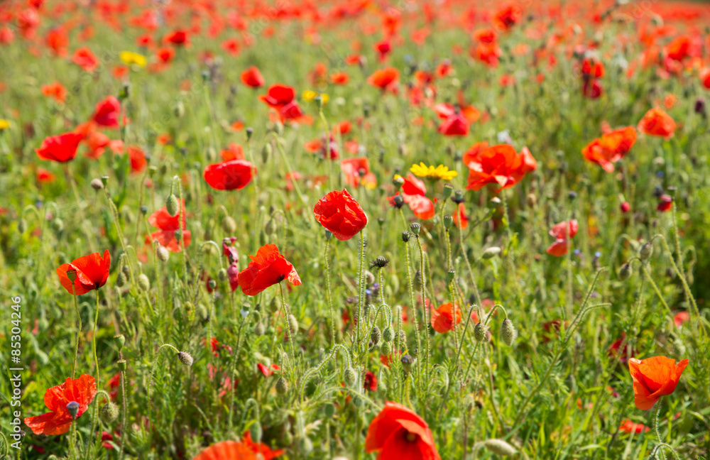 Poppy Field Balckground