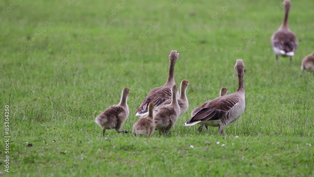 Anser fabalis, Bean Goose, Lower rhine family Anser fabalis, Bean Goose, Lower rhine family