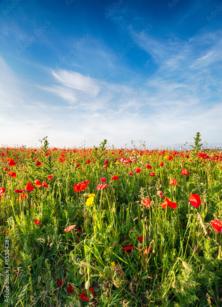Fototapeta premium A filed of Poppies and wild flowers on cliffs above Polly Joke beach near Newquay in Cornwall