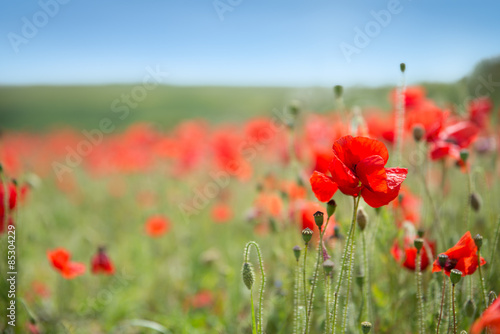 Red Poppies Background