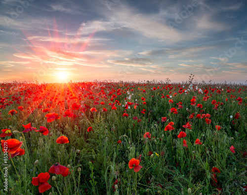 Poppy Field Sunset © Helen Hotson
