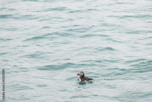 Puffin on open water.