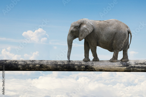 Elephant balancing on tree trunk