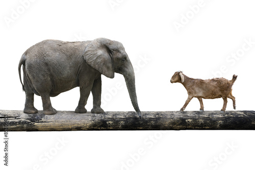 Elephant and sheep walking over the single wooden bridge © TSUNG-LIN WU