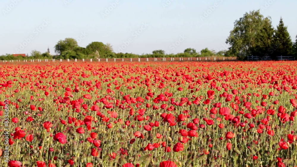 Poppy field Poppy field