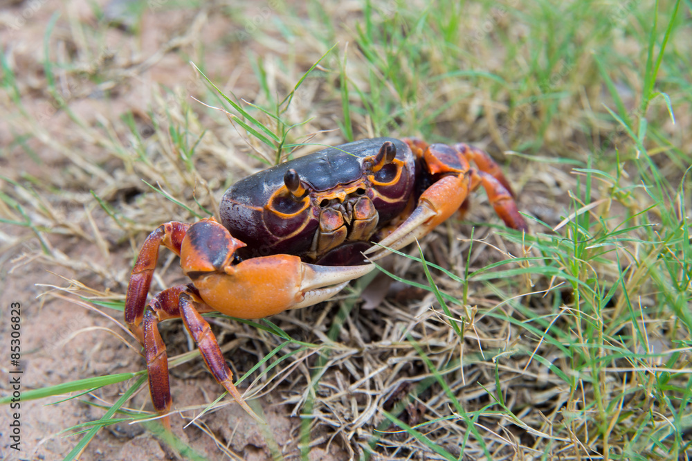 Fototapeta premium Mealy crab (Thaipotamon Chulabhorn)