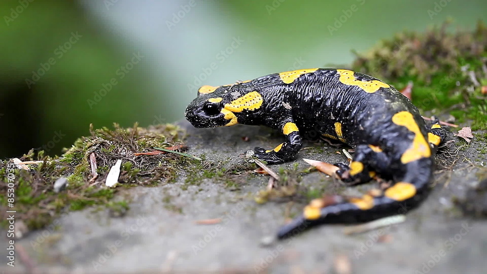 Salamander in the Wild Salamander in the Wild