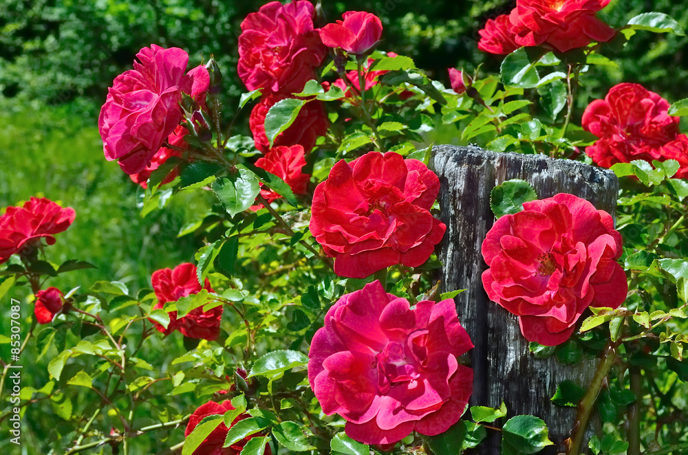 Red rose bloom in garden on background of blue sky Red rose bloom in garden on background of blue sky