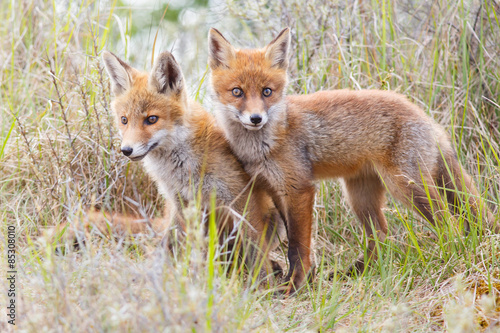two red fox cubs   © Pim Leijen