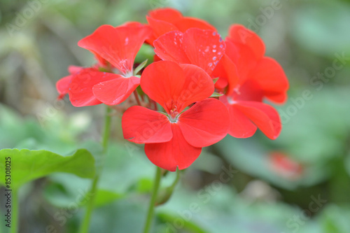 Fototapeta Naklejka Na Ścianę i Meble -  Red geranium flowers in garden, nature closeup soft focus background.