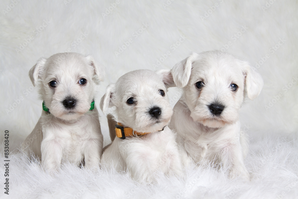 three puppies