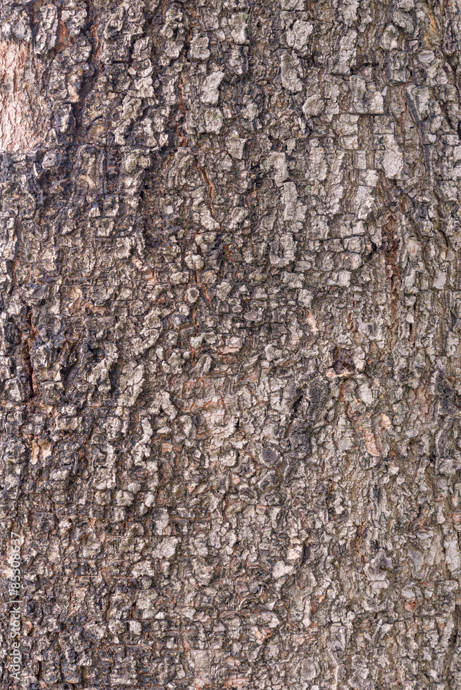 tree bark texture pattern for background tree bark texture pattern for background