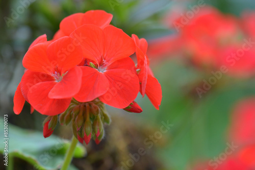 Fototapeta Naklejka Na Ścianę i Meble -  Red geranium flowers in garden, nature closeup soft focus background.