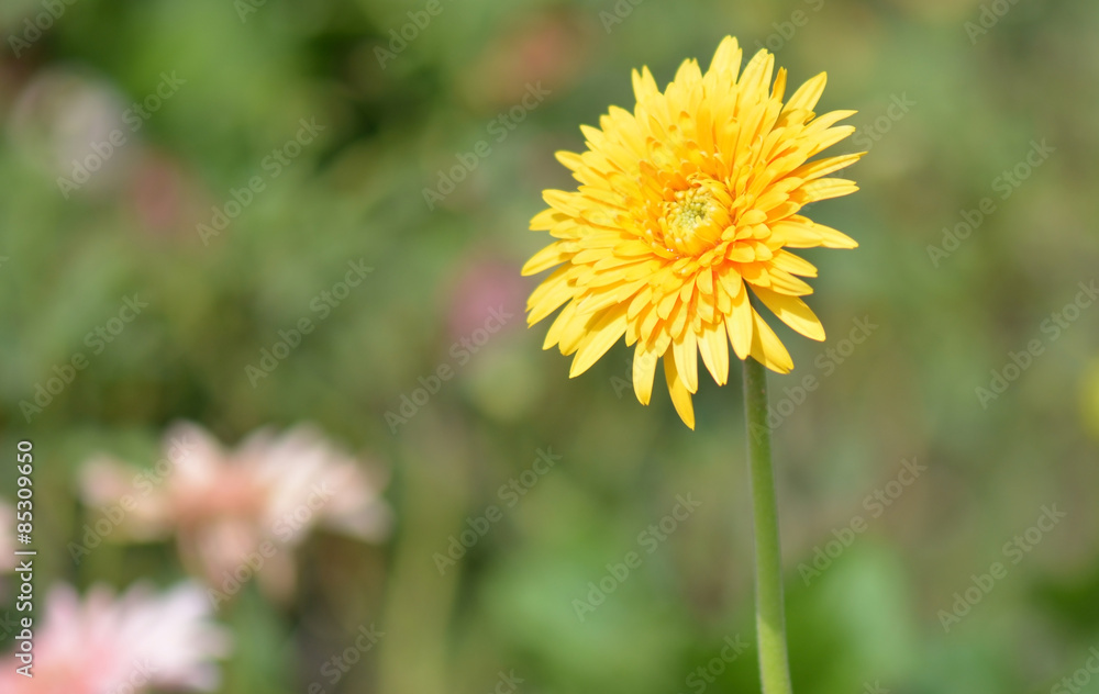 Gerbera on the green background close up Gerbera on the green background close up