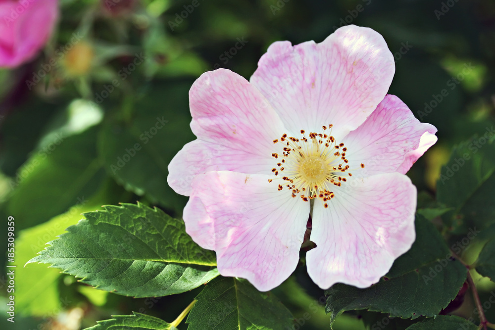 Pink Dog rose Pink Dog rose