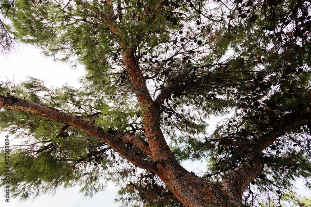 Fototapeta premium Old pine tree