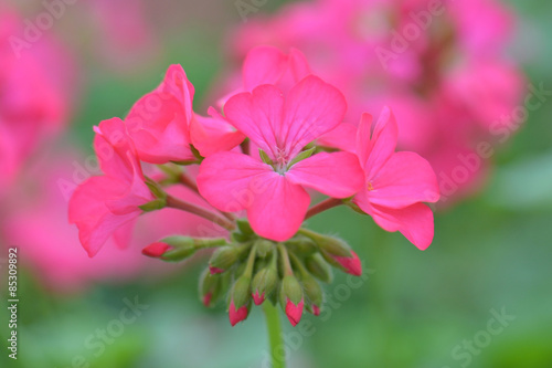 Fototapeta Naklejka Na Ścianę i Meble -  pink geranium flower