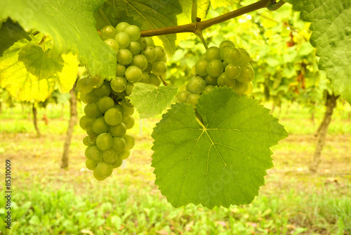 Golden Vineyard with tasty grapes
