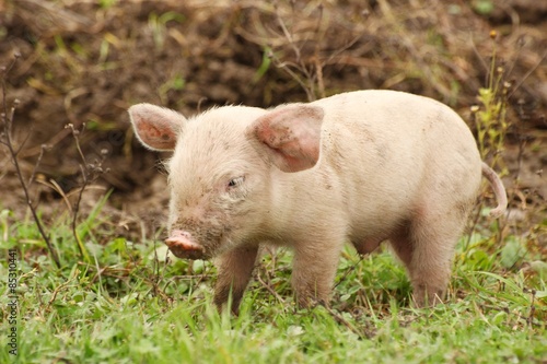 Cute abby pig