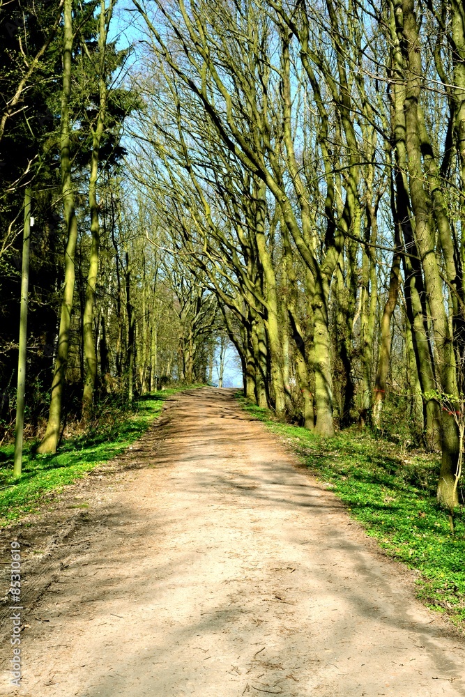 Obraz premium Baumallee