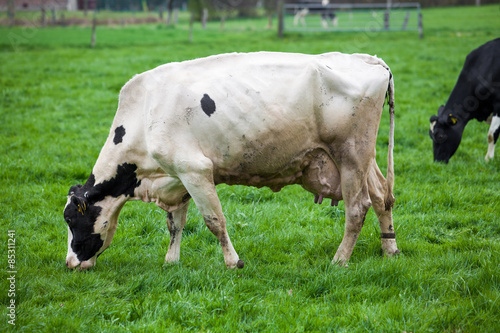 Cow in the field © EwaStudio