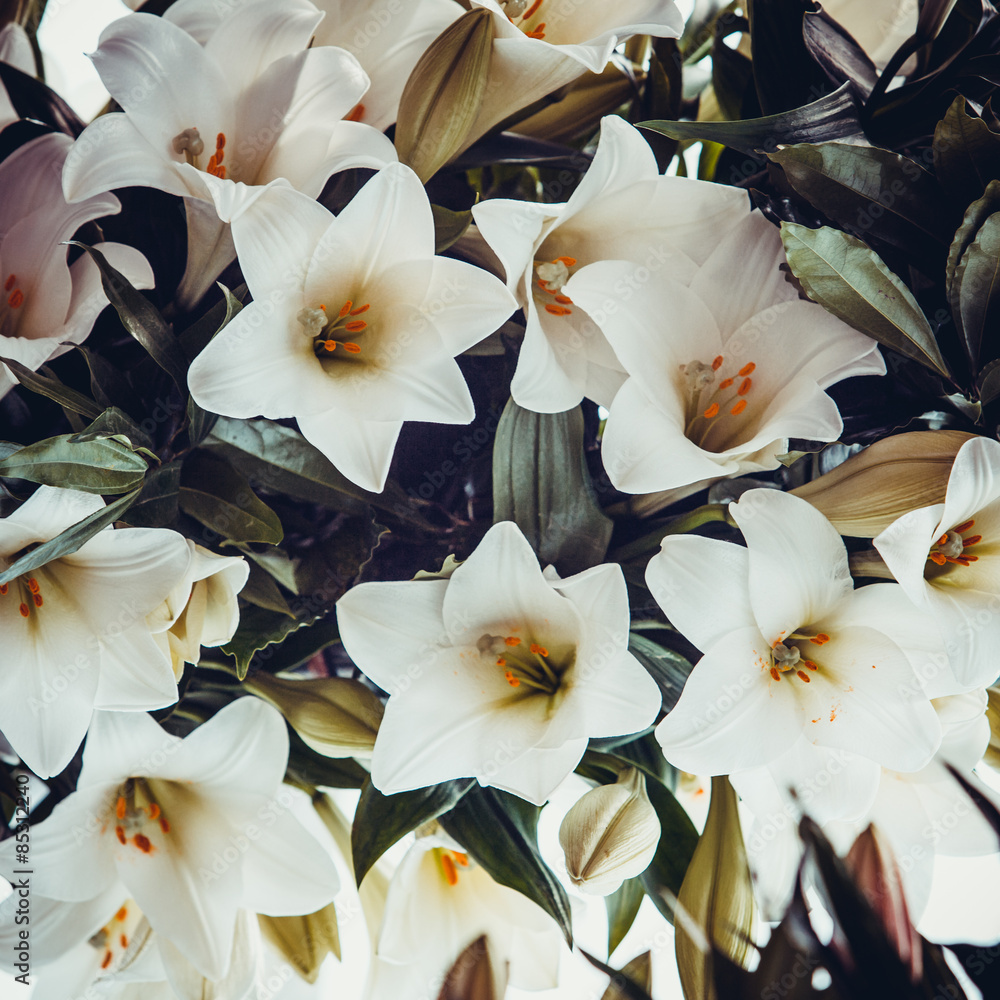 white lily. beautiful flowers