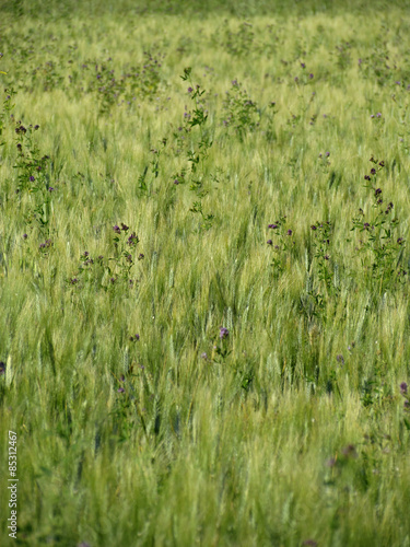 Meadow in Aix en Provence photo