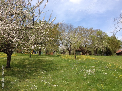Streuobstwiese