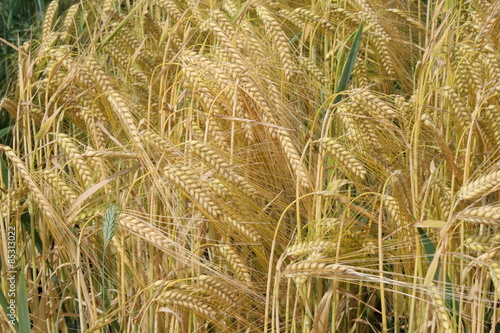 Weizenfeld