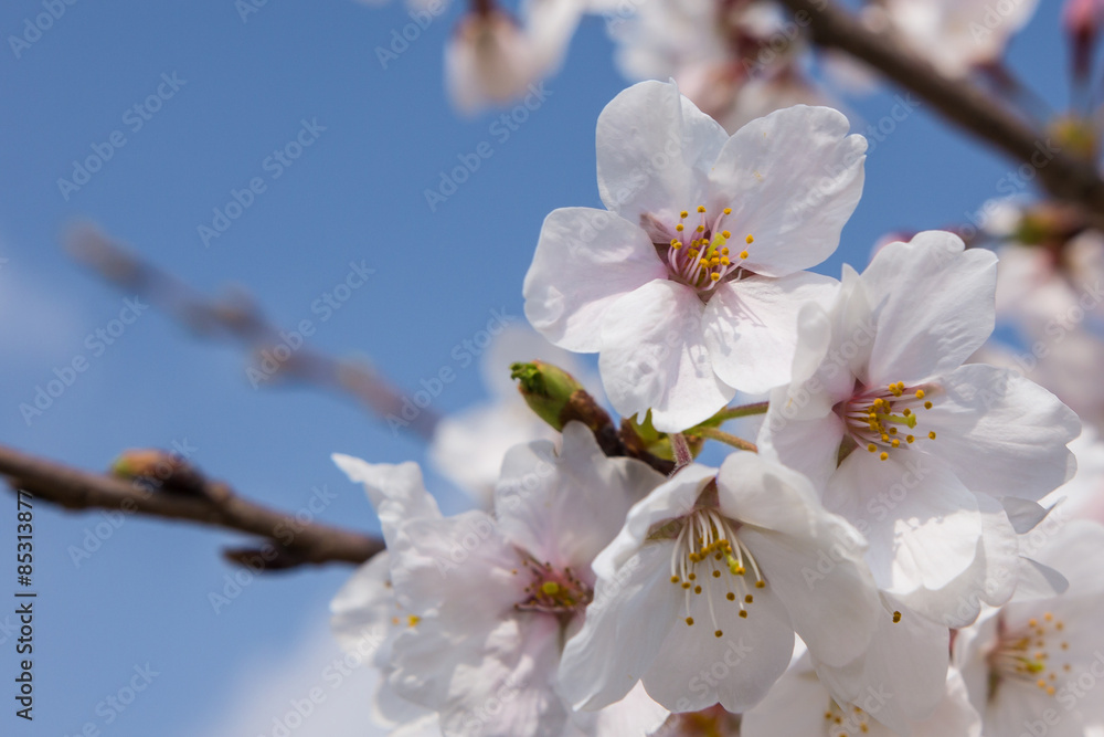 桜 桜