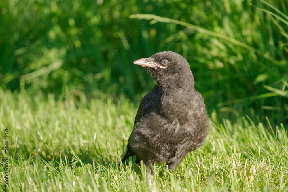 Fototapeta premium A young crow is sitting on a meadow
