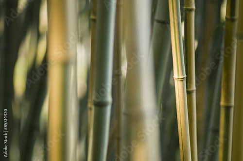 Green and brown Bamboo detail