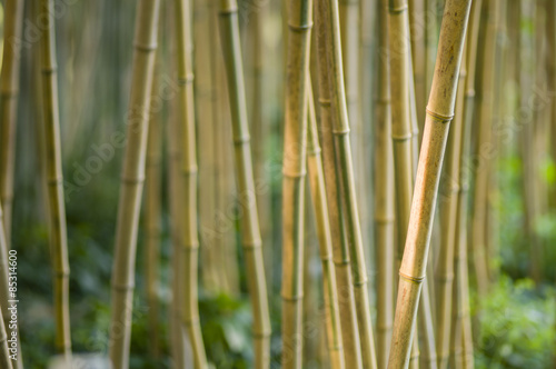 Green and brown Bamboo detail