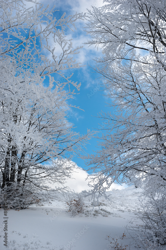 Winter landscape in the mountains, the trees in hoarfrost Winter landscape in the mountains, the trees in hoarfrost