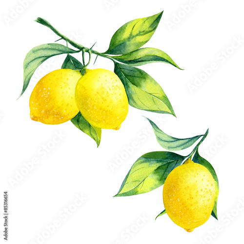 Fotografia, Obraz watercolor lemon branch